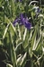 IRIS PSEUDACORUS VARIEGATA
