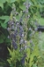 LOBELIA SYPHILITICA