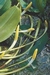 ORONTIUM AQUATICUM