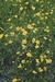 RANUNCULUS FLAMMULA