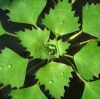 DRIJFPLANTEN  LOS WATERNOOT, KRABBESCHEER