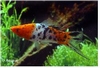 XIPHOPHORUS HELLERI TRICOLOR- ZWAARDDRAGER