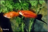 XIPHOPHORUS HELLERI LYRA  - ZWAARDDRAGER SLUIER
