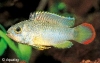APISTOGRAMMA NIJSSENI