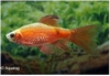PUNTIUS CONCHONIUS  SUPER RED -  BARBEEL