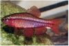 PUNTIUS TITTEYA - SHERRY BARBEEL