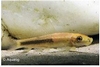 GYRINOCHEILUS AYMONERI GOLD - SIAMESE ALGETER