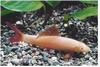 LABEO FRENATUS  ALBINO - EPALZEORHYNCHOS FRENATUS