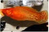 POECILIA VELIFERA - HOOGVINKARPER ROOD MARMER