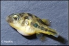 TETRAODON TRAVANCORIUS - KOGELVIS MALABAR