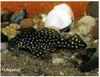 L-81 GOLDEN NUGGET- BARYANCISTRUS GOLDEN NUGGET