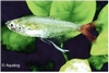 PRIONOBRAMA FILIGERA - GLASROODSTAART