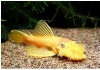 ANCISTRUS LONGVIN GOLD
