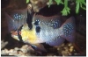 MIKROGEOPHAGUS RAMIREZI - ANTENNEBAARS  XL