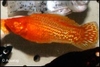 POECILLIA SPHENOPS RED - RODE MOLLY