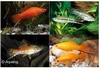 XIPHOPHORUS HELLERI MIX - ZWAARDDRAGER