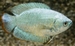 COLISA LALIA COBALT - DWERGGOERAMIE