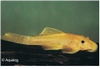 ANCISTRUS SP. GOLD /  L-144