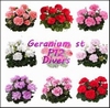 GERANIUM STA/HANG IN GRIJZE P12 POT