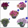 HANGPOT XL