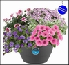 HANGPOT XXL DIV.PLANTEN IN MIX WATERRESERVOIR