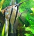 PTEROPHYLLUM SP. RIO NANAY LARGE - MAANVIS