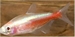 PARACHEIRODON INNESI - NEONTETRA ORANGE DIAMANT