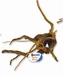 SF SPIDERWOOD MEDIUM 30-40CM