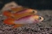 APISTOGRAMMA CACATUOIDES GOLD RED