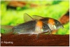 CORYDORAS EQUES - PANTSERWELS