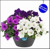 HANGPOT XL MIX MEER SOORTEN PER POT