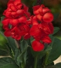 GROTE MAND CANNA RED AANBIEDING VAN 13,49