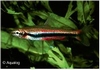 NANNOSTOMUS BECKFORDI RED