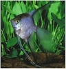 PTEROPHYLLUM BLEU DAIMANT / RED COP  MAANVIS