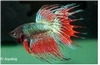 BETTA CROWNTAIL SHOWGRADE