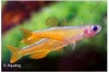 PSEUDOMUGIL PASKAI - REGENBOOGVIS RED NEON