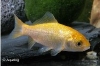 GELE GOUDVIS L