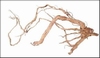 HS AQUA AZALEA ROOT  M 50-80