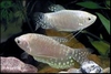 TRICHOGASTER TRIGOPTERUS OPAL - GOERAMIE