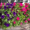 WANDHANGER PETUNIA