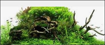 Aquarium aquascaping