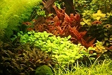 Aquarium planten