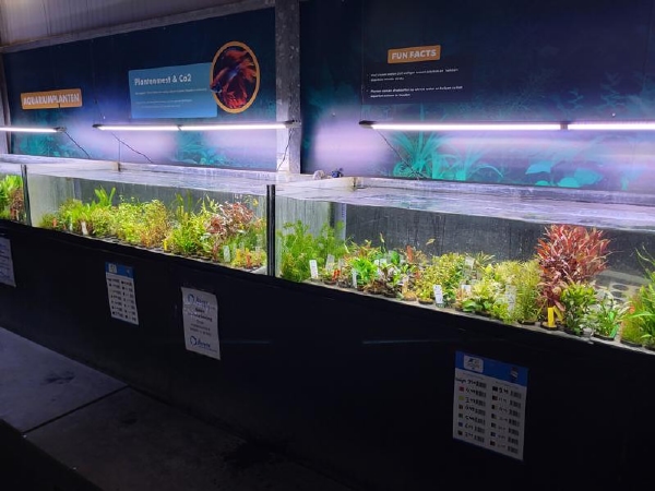 AQUARIUMPLANT