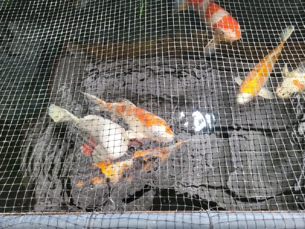 koi karpers