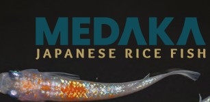 Medaka