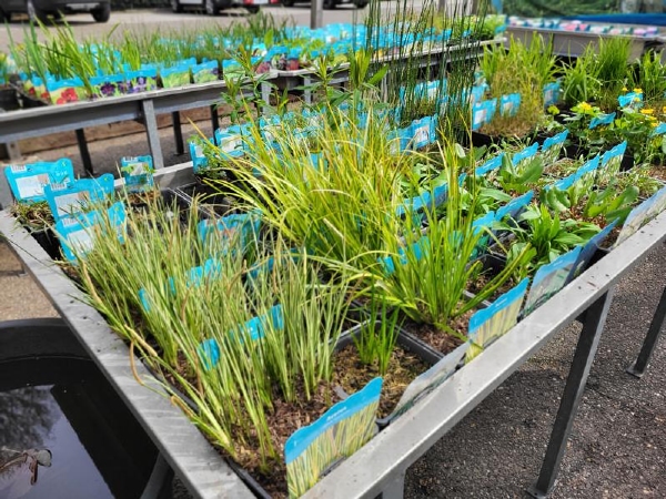 moeras/waterplanten
