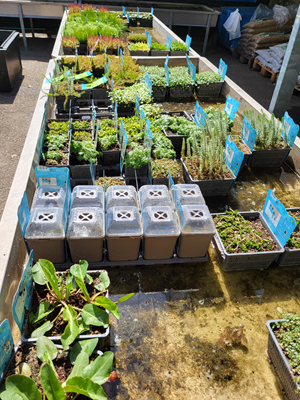 zuurstofplanten